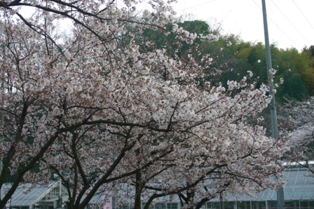 丸山荘桜.JPG