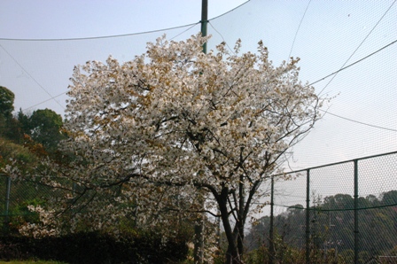 ２グラ桜１.JPG