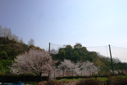 ２グラ桜２.JPG