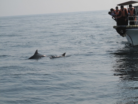 IMG_2117-イルカ.JPG