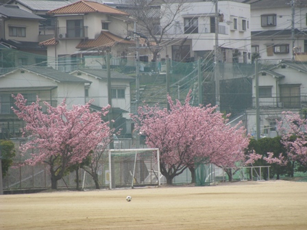IMG_5206ヒカン桜.JPG