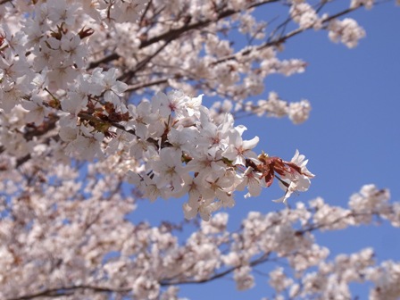 桜２.JPG