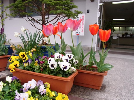 チューリップ.JPG
