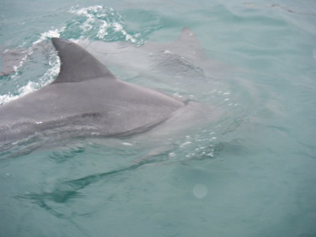 イルカ３.JPG