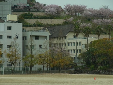 校庭から寮越しに見た総合公演の桜.JPG