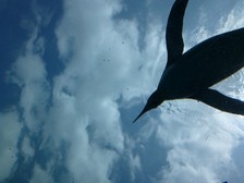 空飛ぶペンギン.jpg