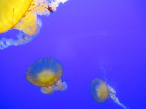 これはMoon Jellyです。