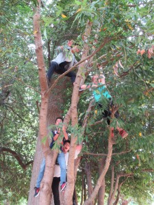 日本の猿，アメリカに上陸！？違いました。大木にみんなが登ったところを撮りました。【木登りは許可されていることをこのページをご覧の皆様にお断りしておきます。】